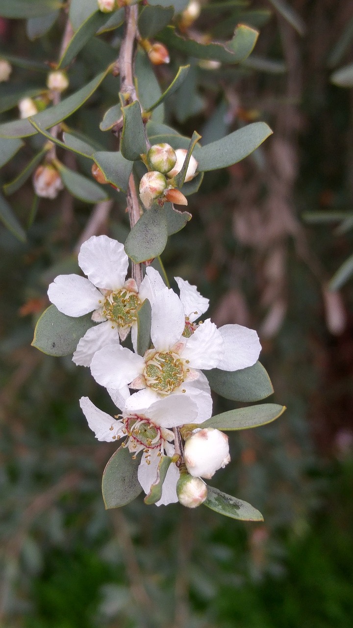 flower wild flower native free photo