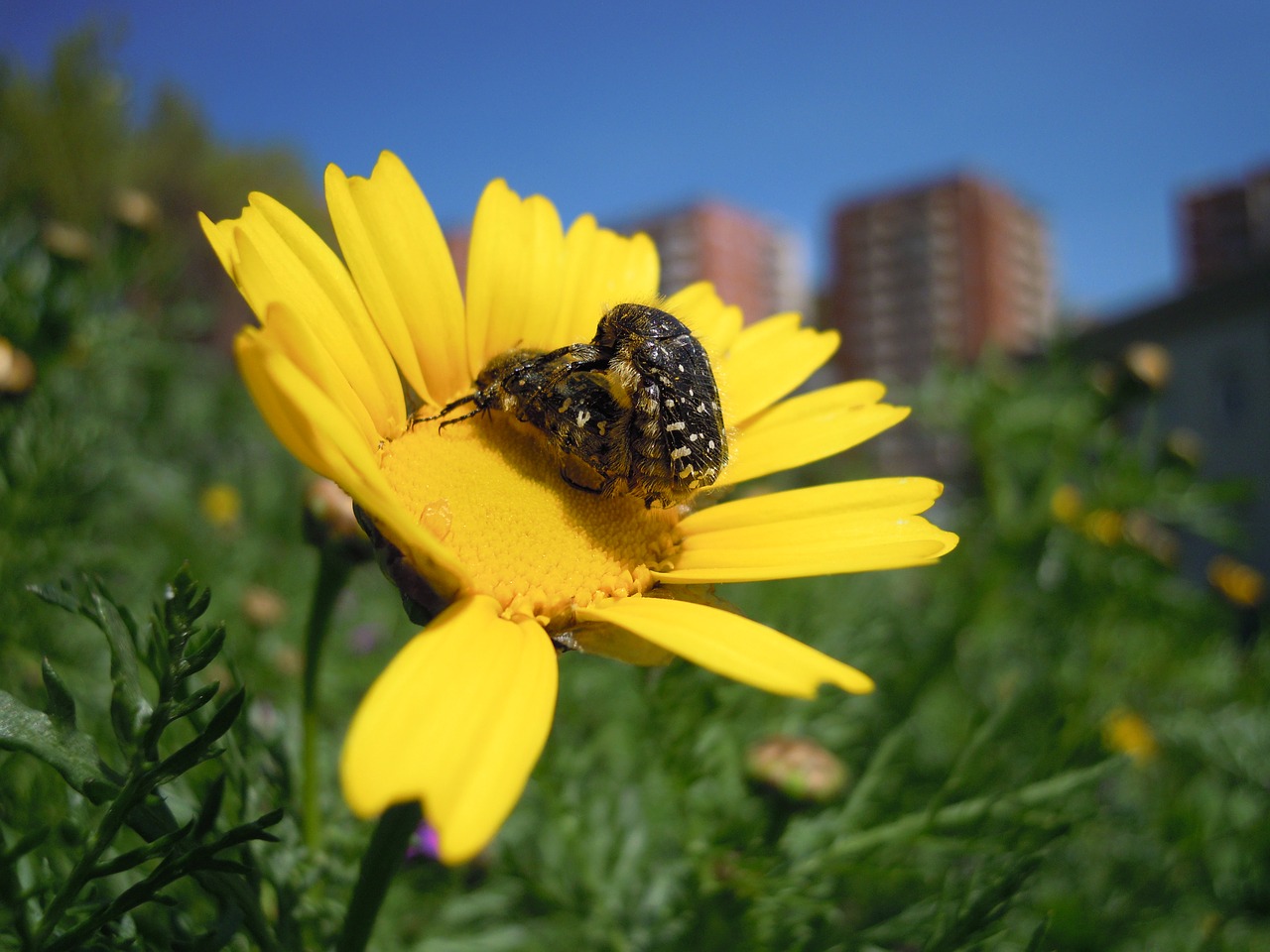 flower insects nature free photo