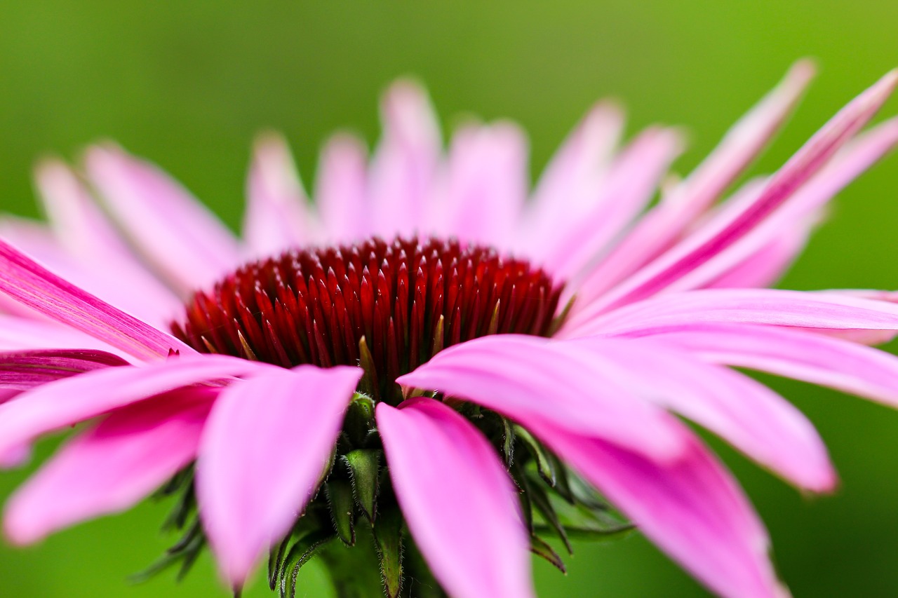 flower pink garden free photo