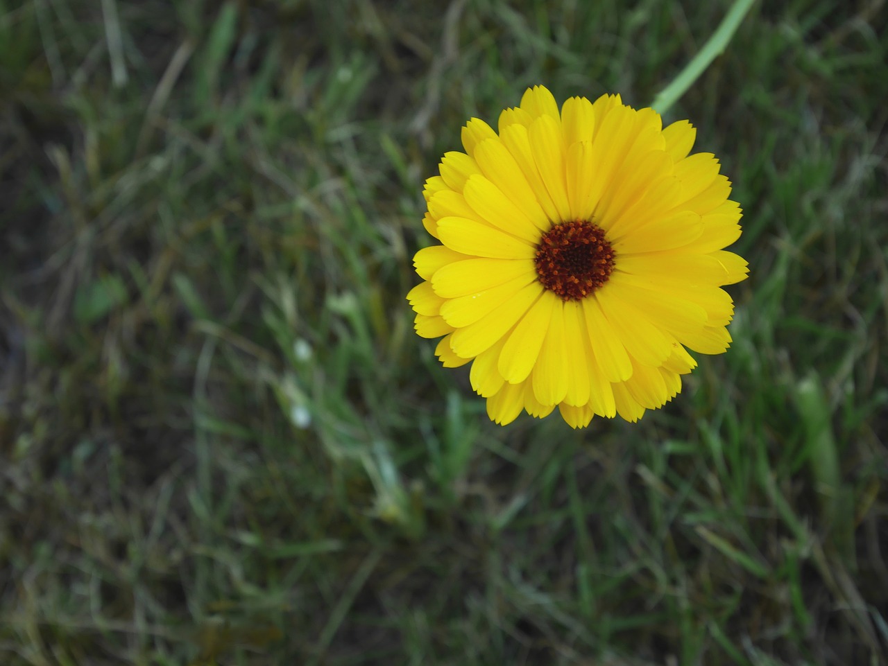 flower yellow spring free photo