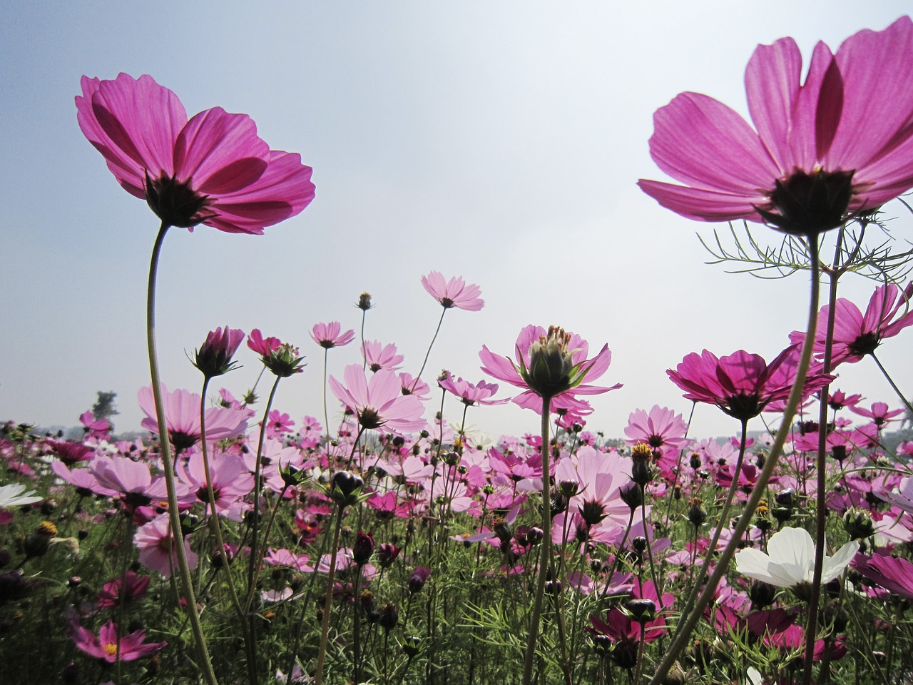 flower cosmos mexico aster free photo