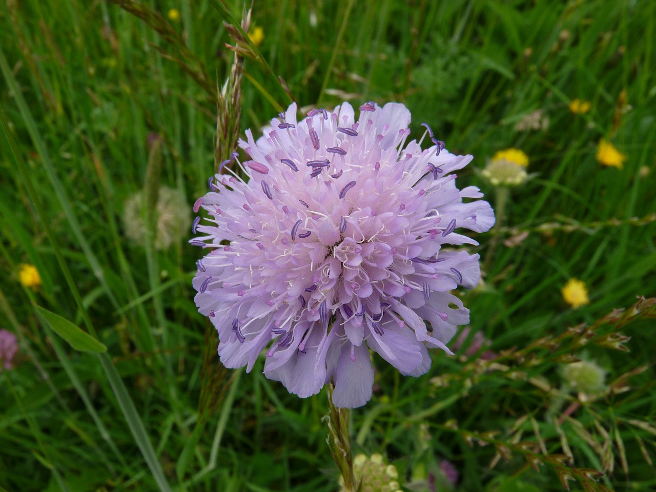 scabiosa flower close free photo