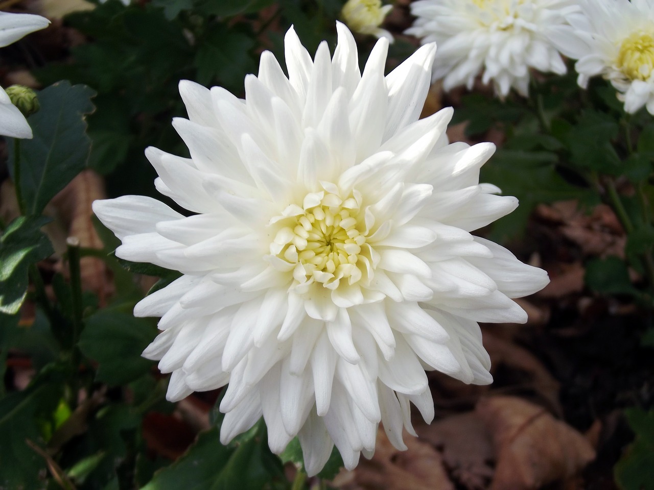 chrysanthemum flower white free photo