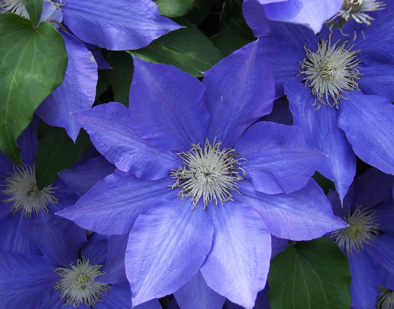 flower clematis blue free photo