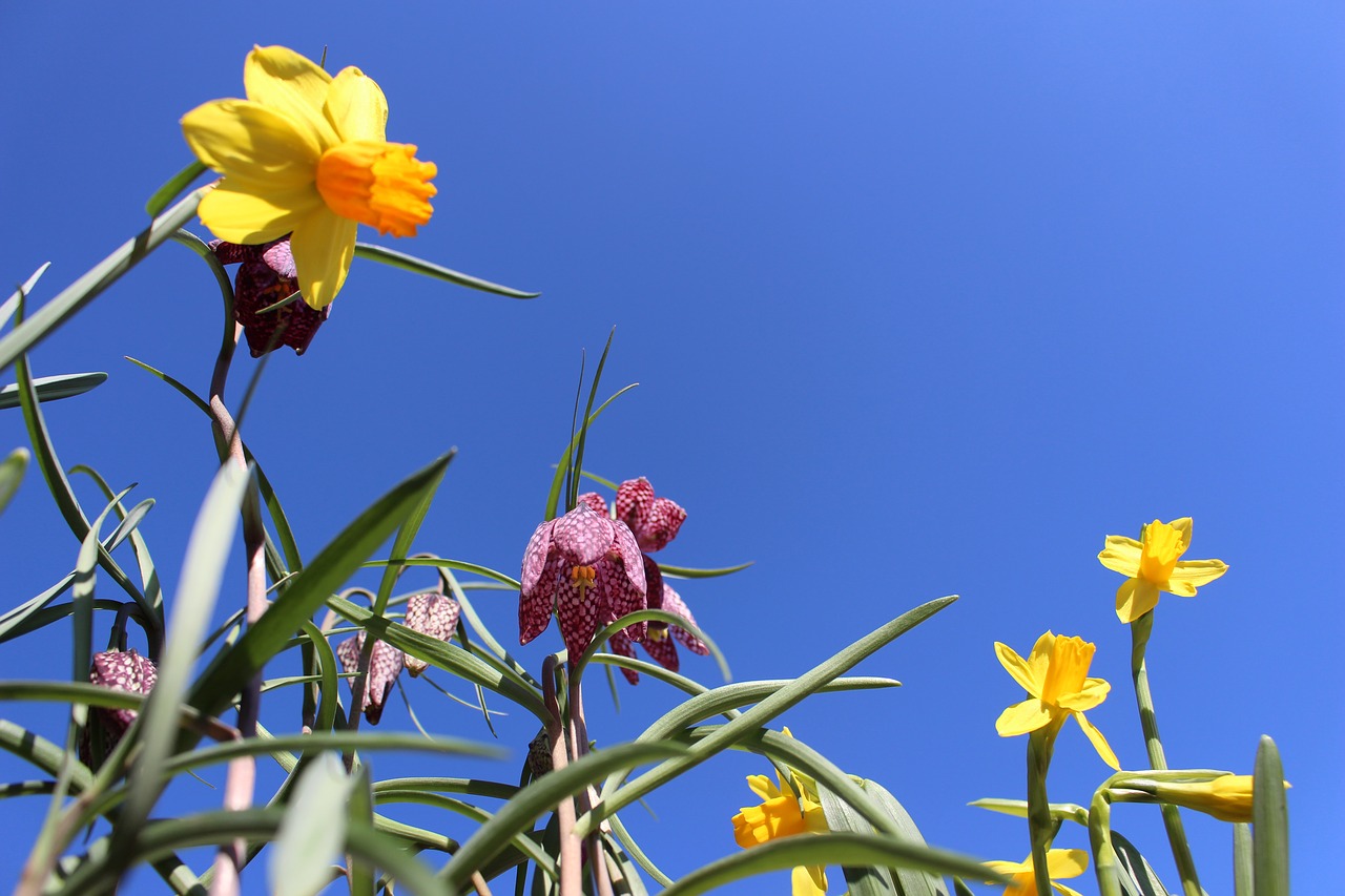 flower daffodil flora free photo