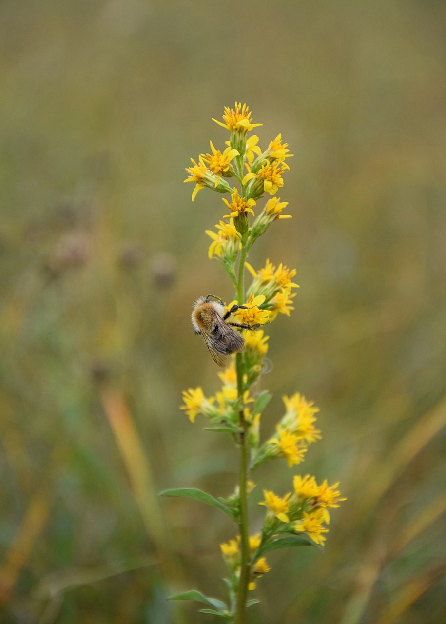 flower bee plant free photo