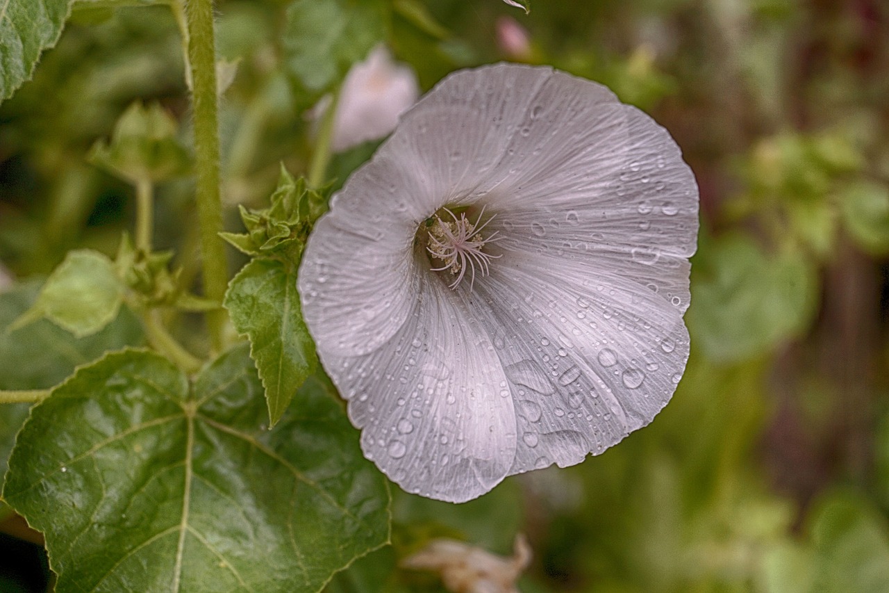 flower rain hibiscus free photo