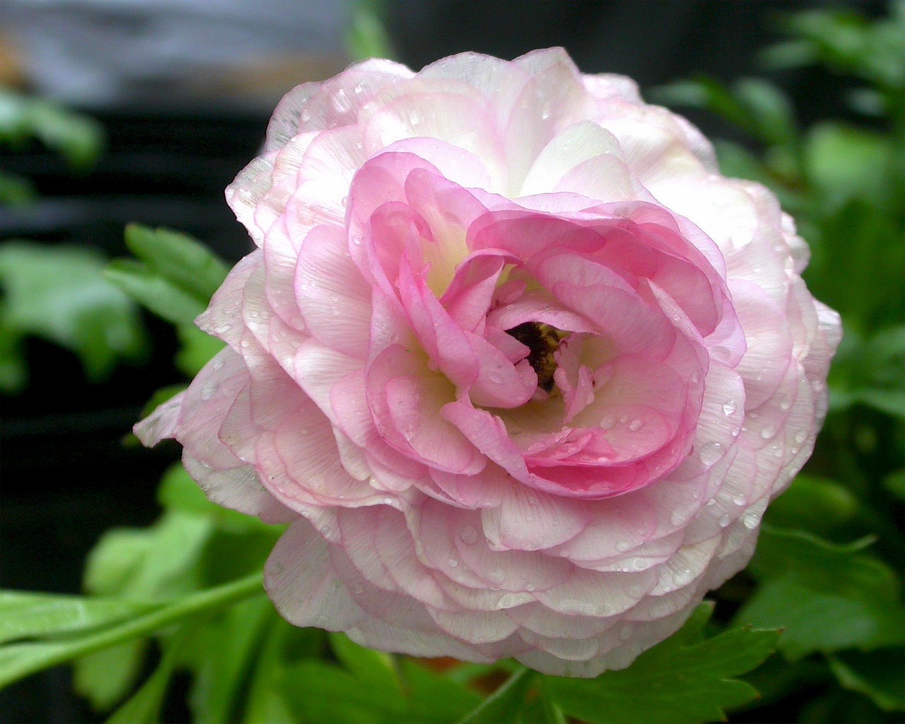 flower pink dew soft free photo