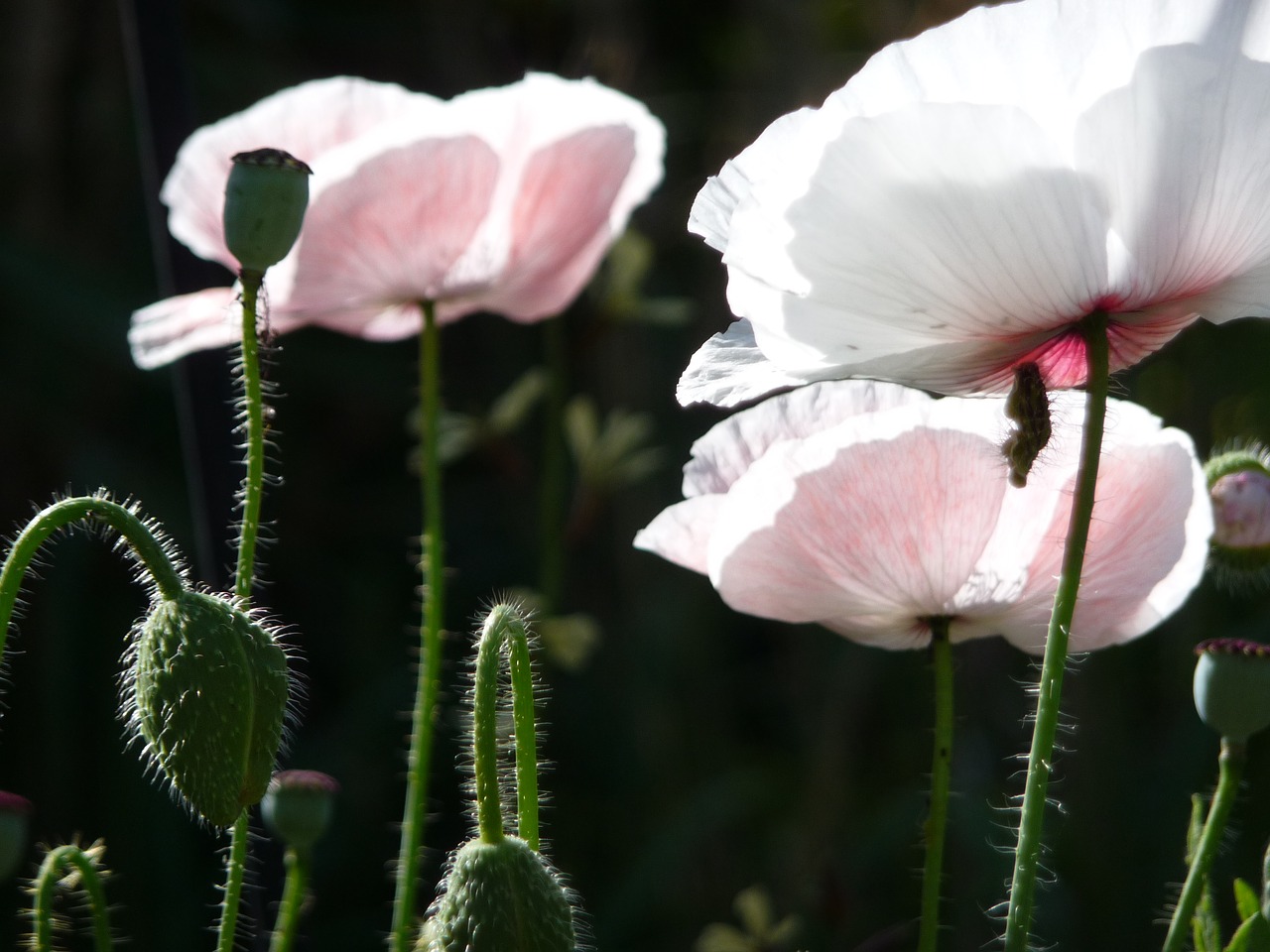 flower poppy blossom free photo