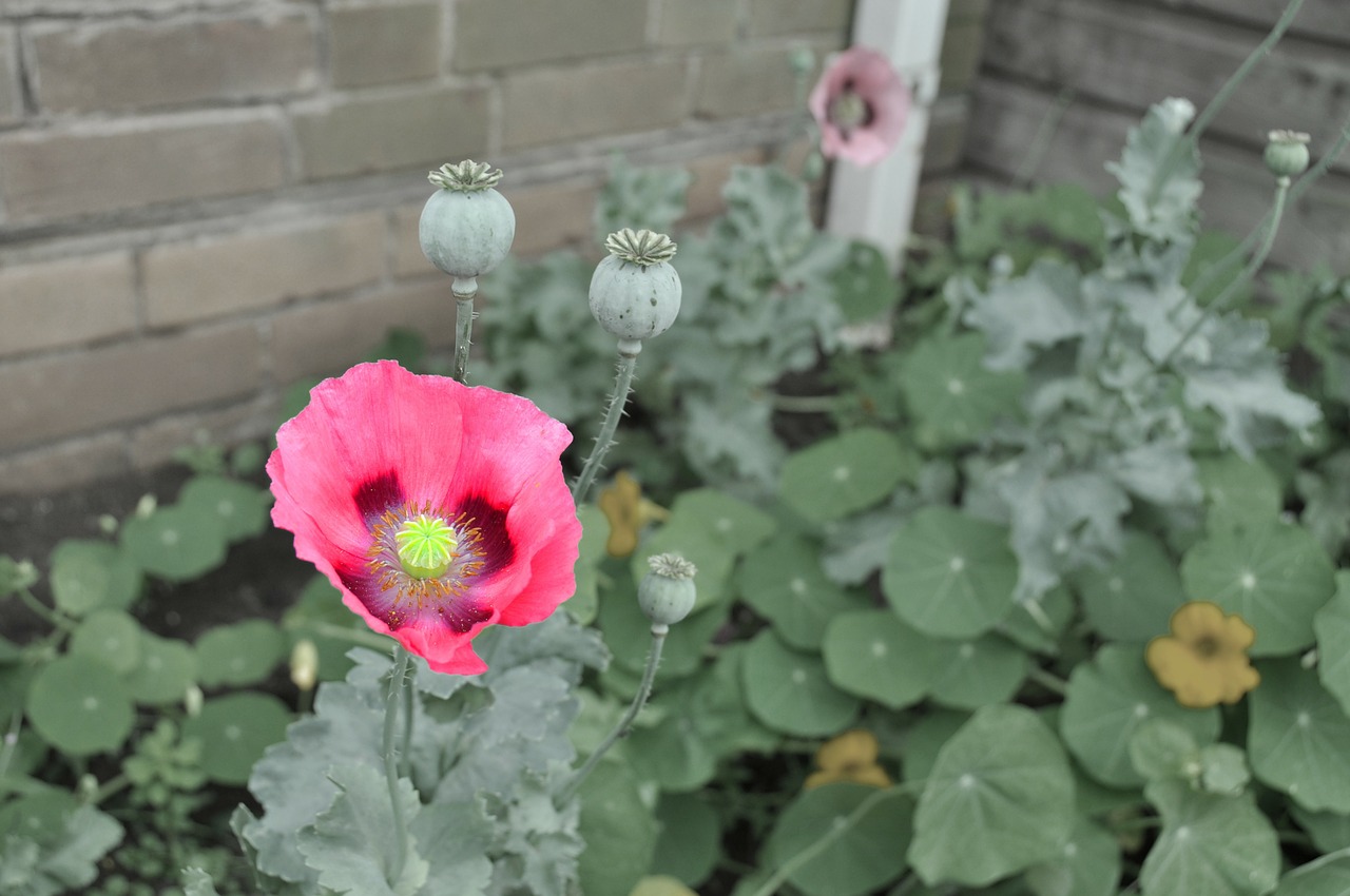 flower poppy red free photo