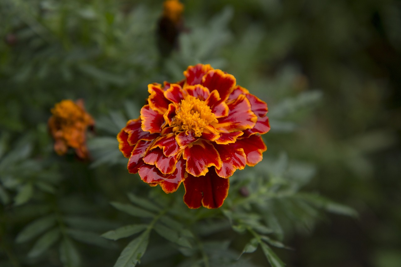 marigold flower blossom free photo