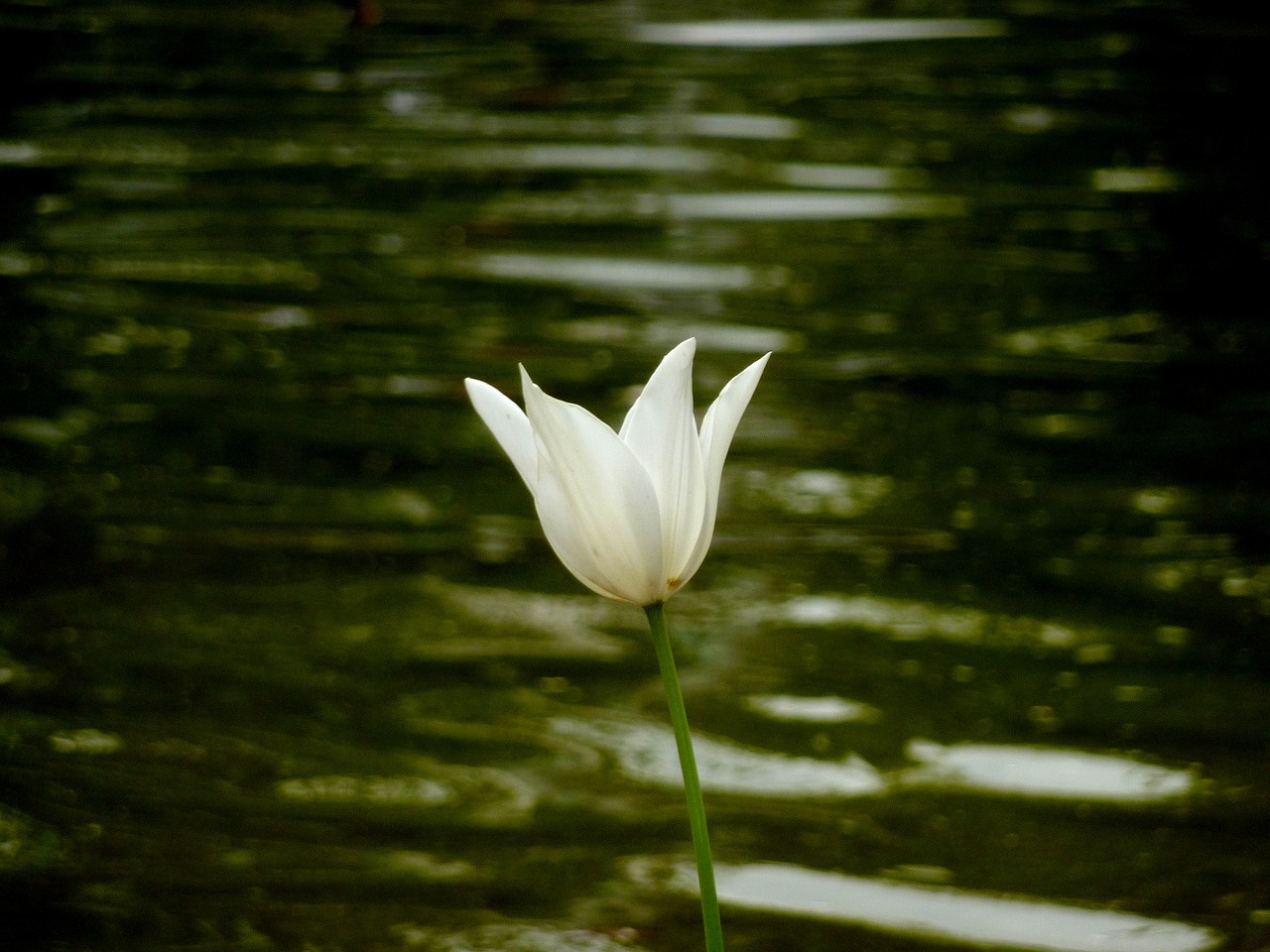 flower water close free photo