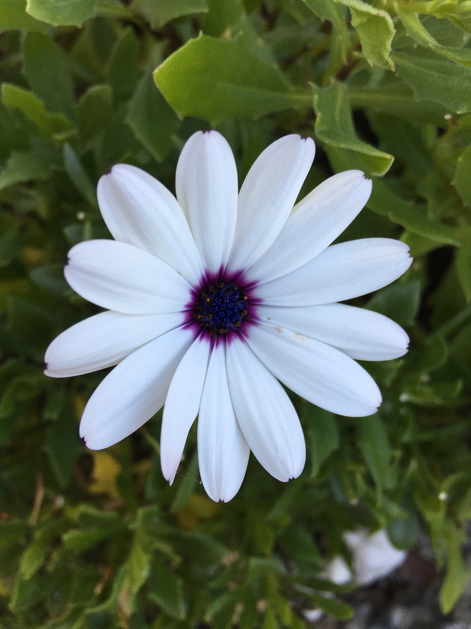 flower white flowers free photo