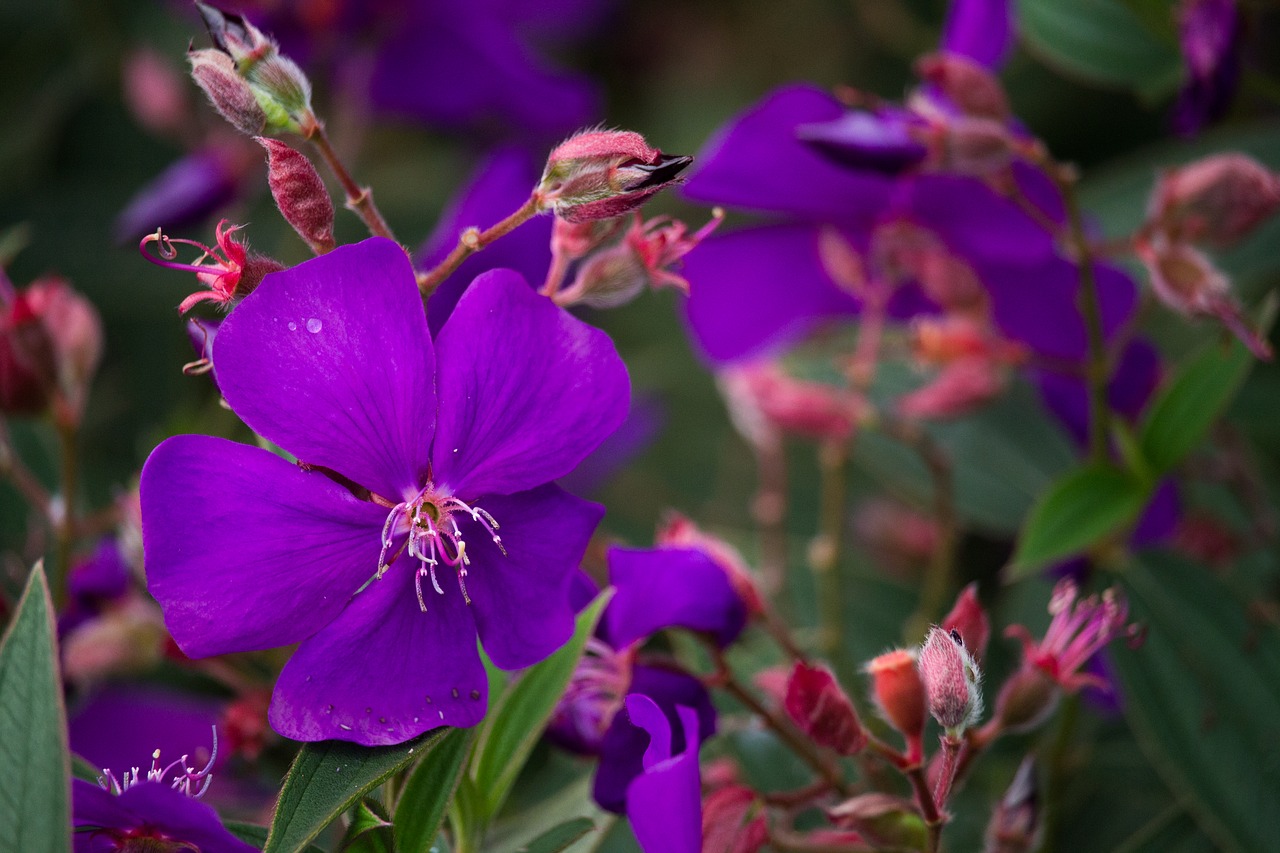 flower nature violet free photo