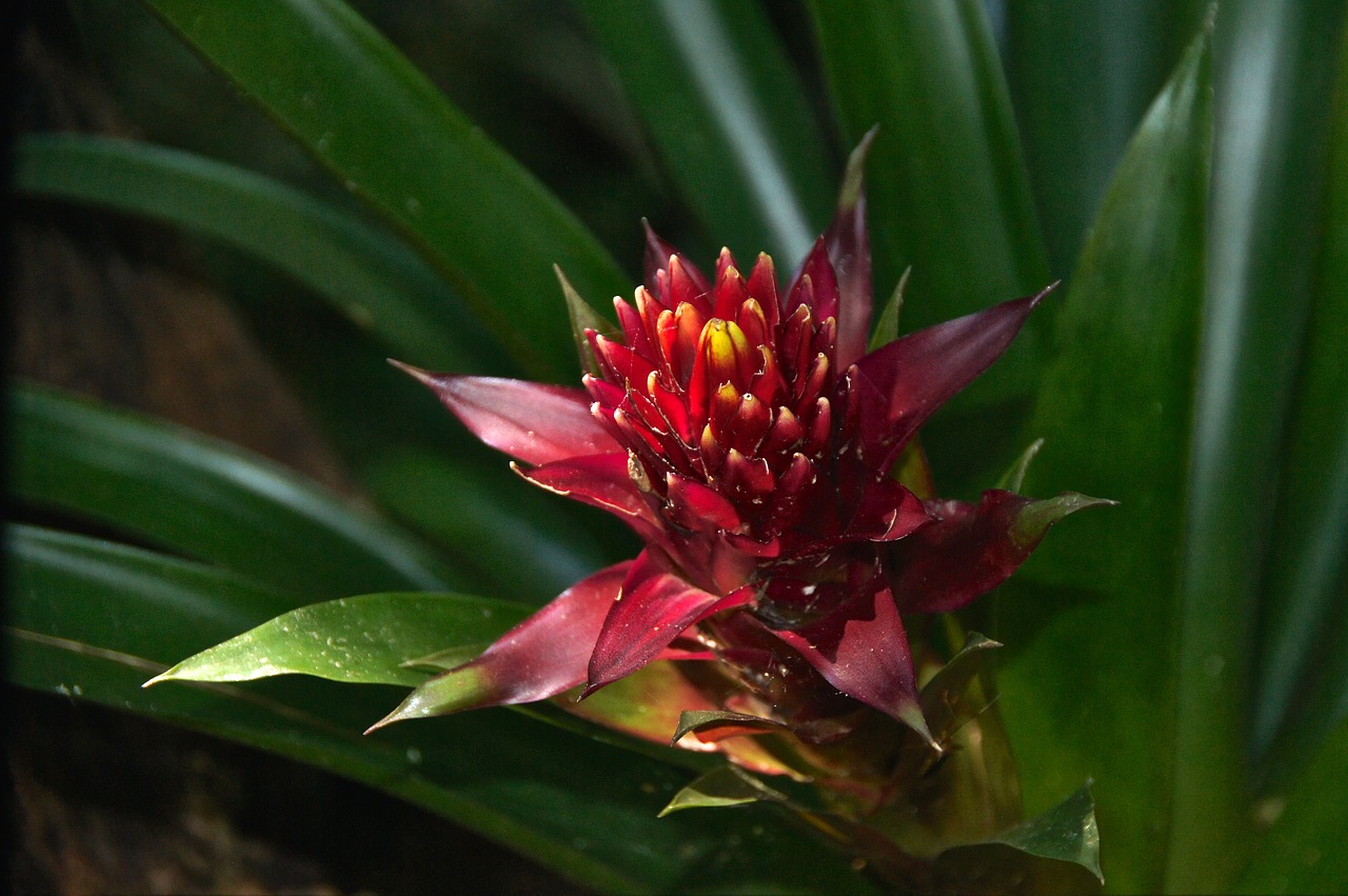 flower red flower blossom free photo