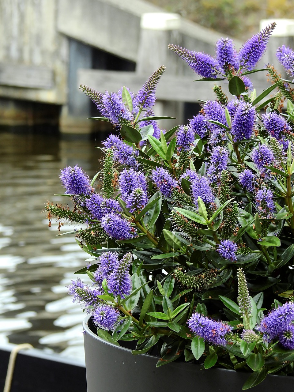 flower blossom bloom free photo