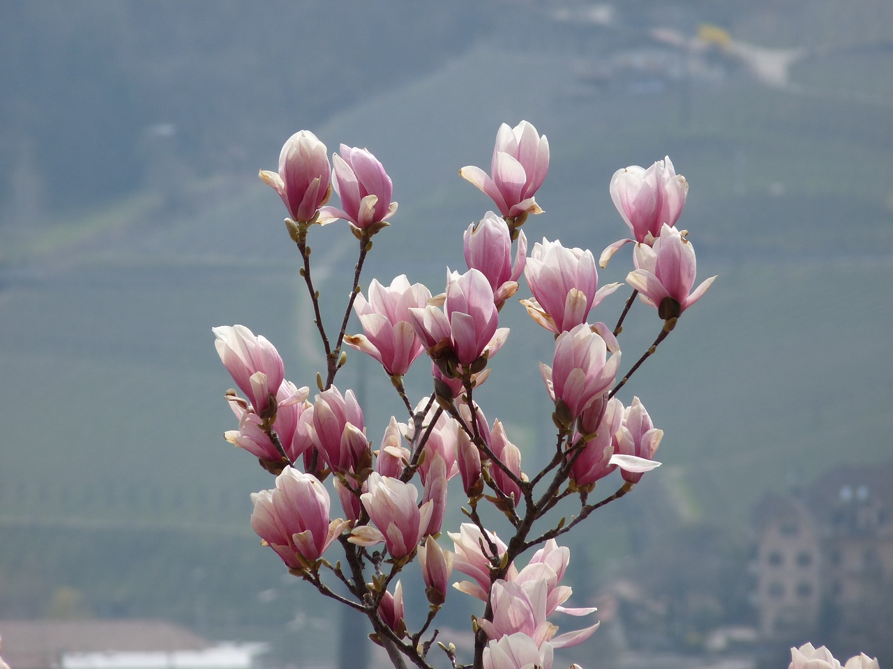 flower magnolia spring free photo