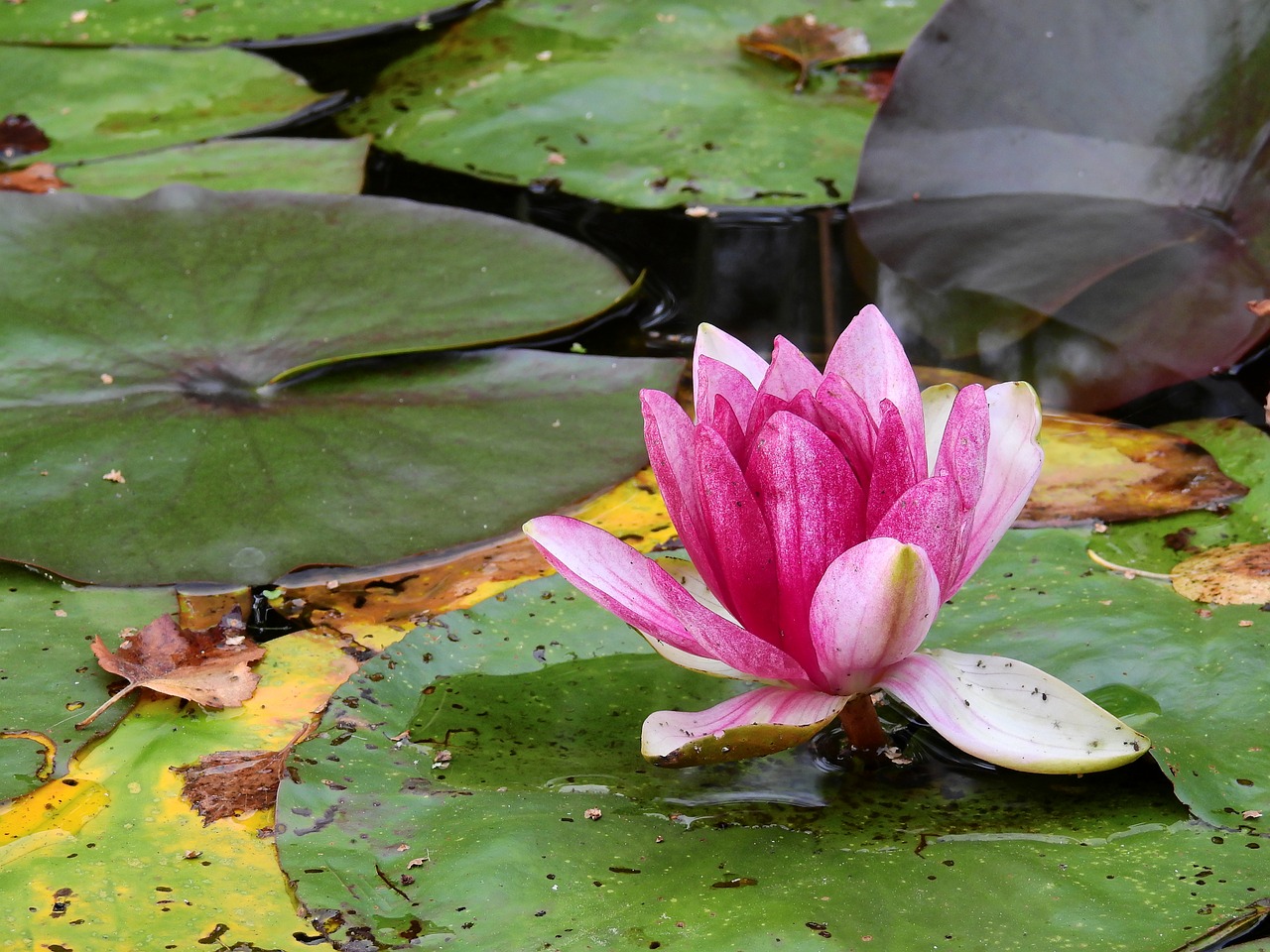 flower water lake free photo