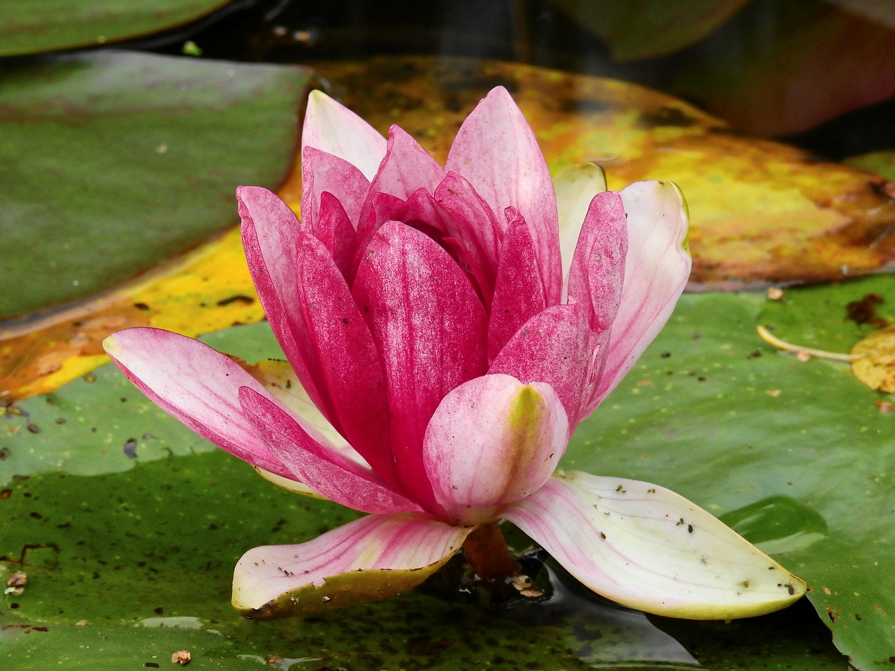 flower water lake free photo