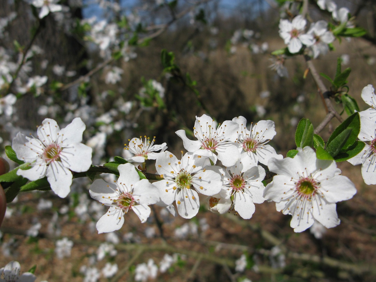 flower plant forest free photo