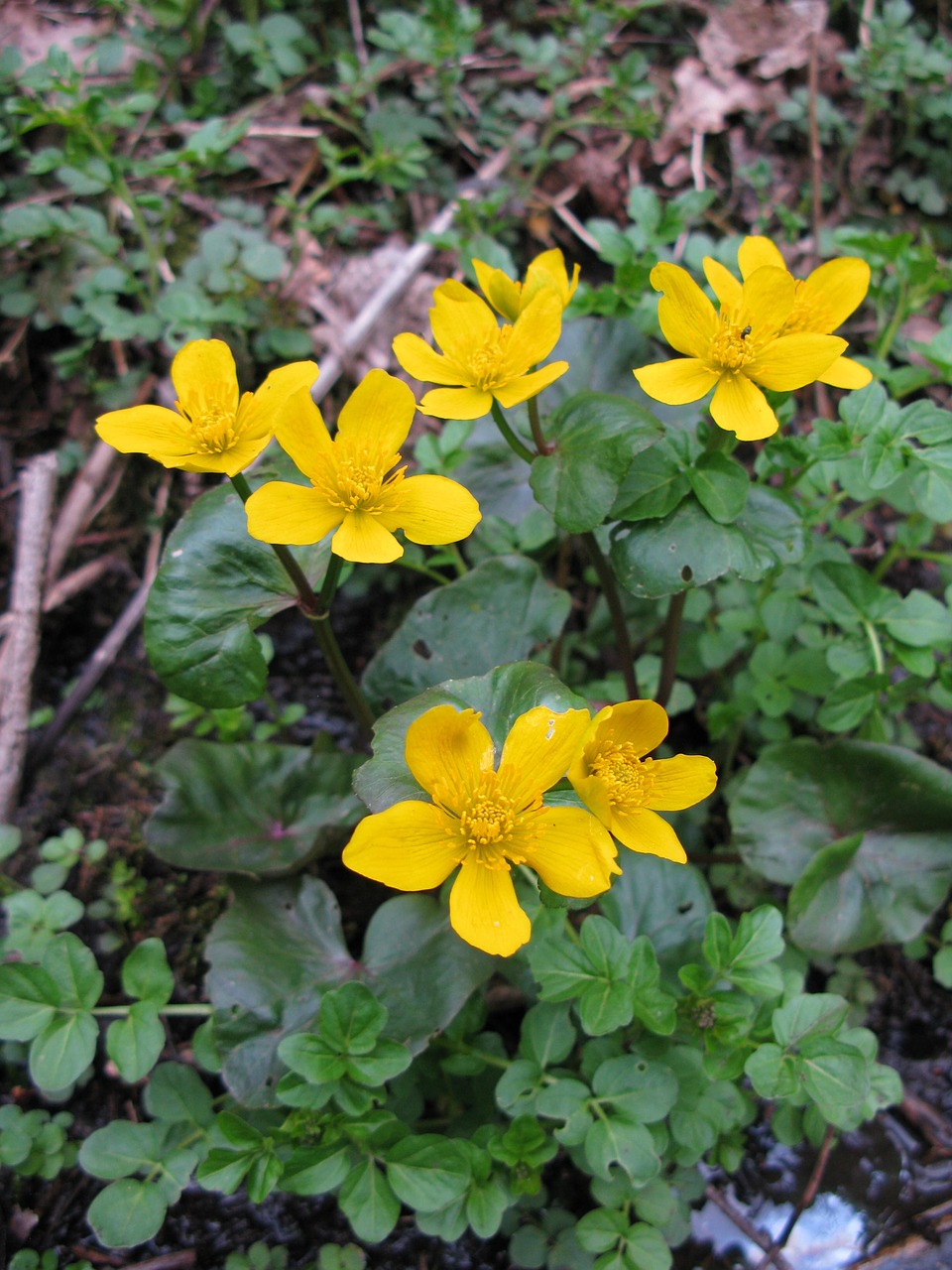 flower plant forest free photo