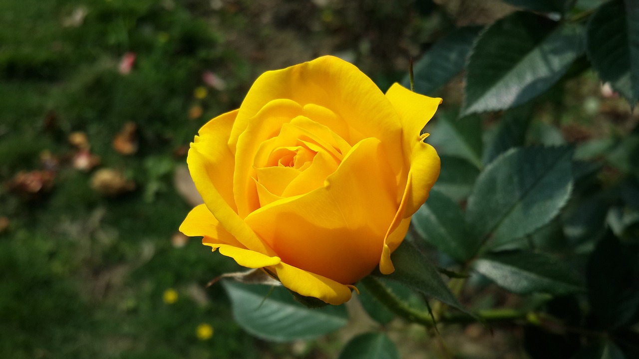 flower roses yellow free photo