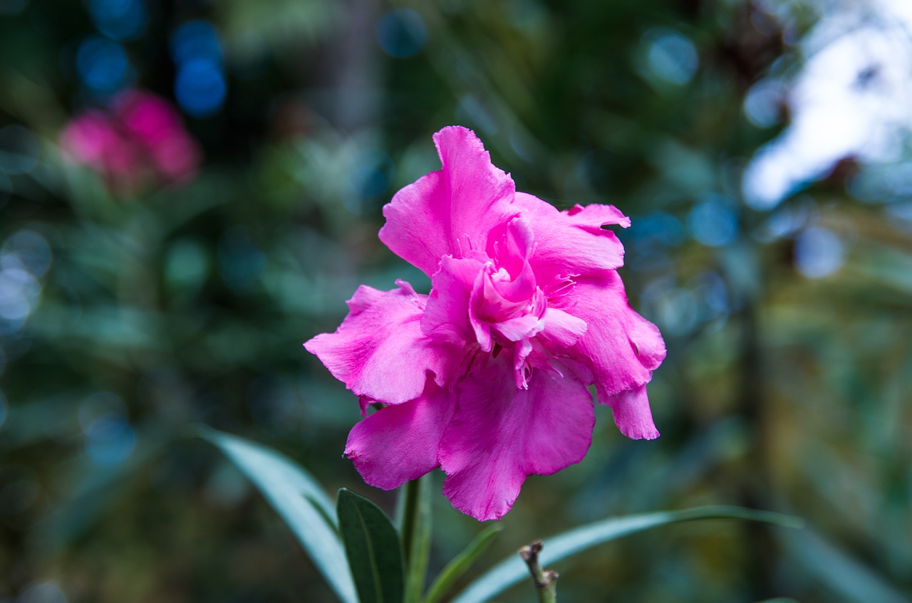 flower autumn autumn flowers free photo