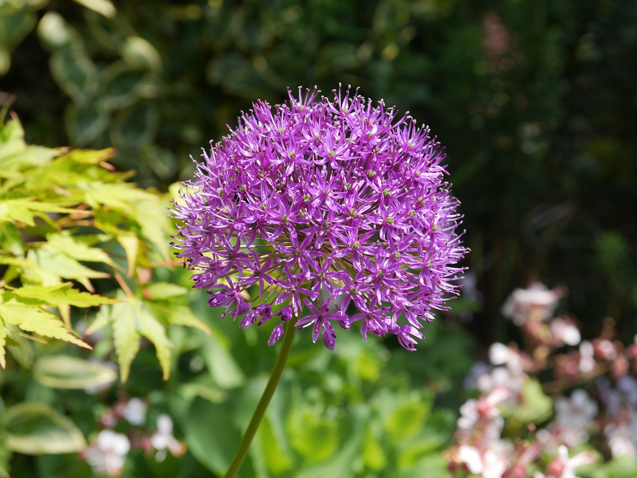 flower plant garden free photo