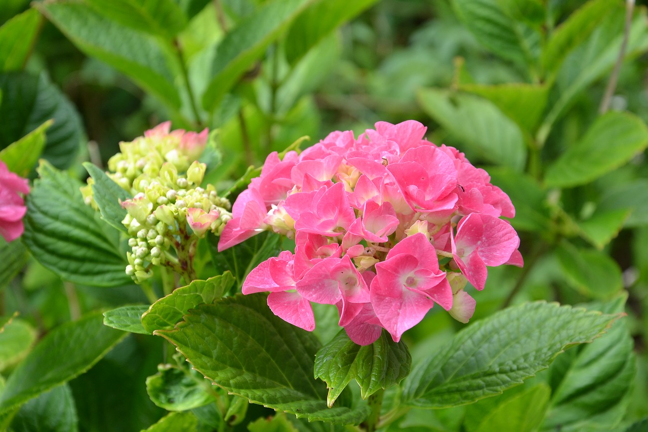 hydrangea flower garden free photo