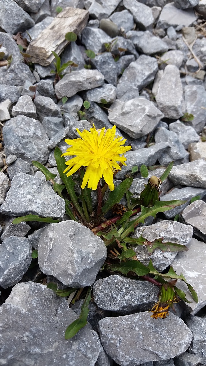 flower dandelion herb free photo