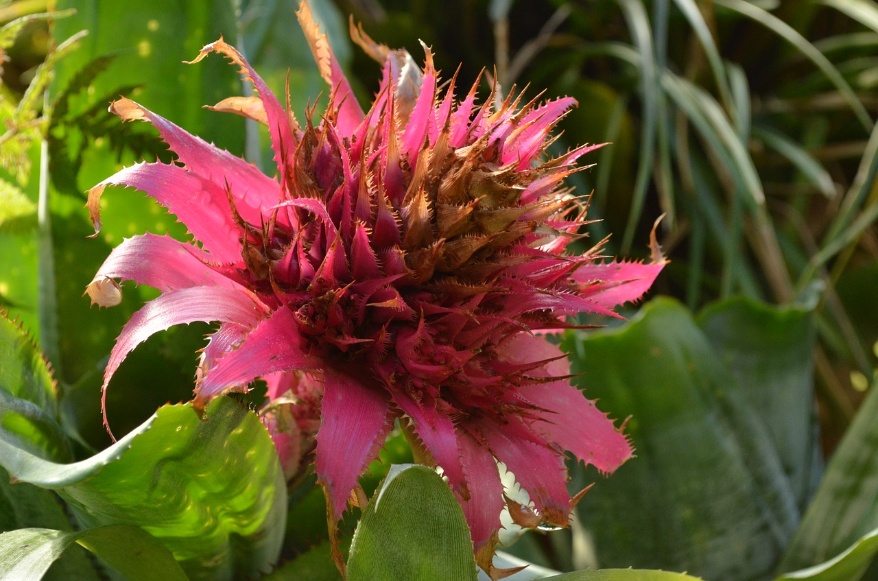 bromeliad tropical flower free photo