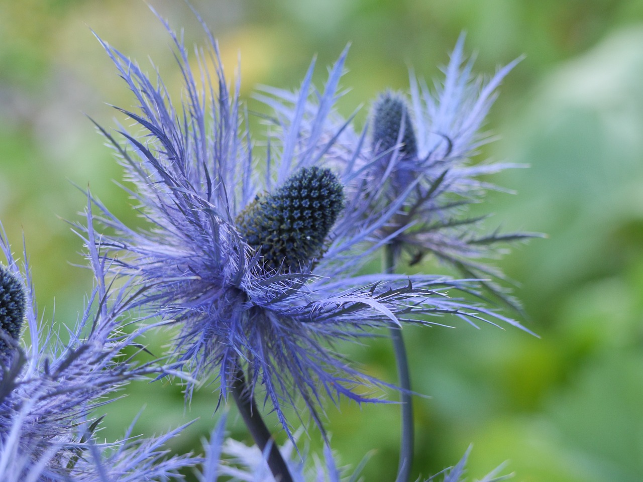 flower chardon nature free photo