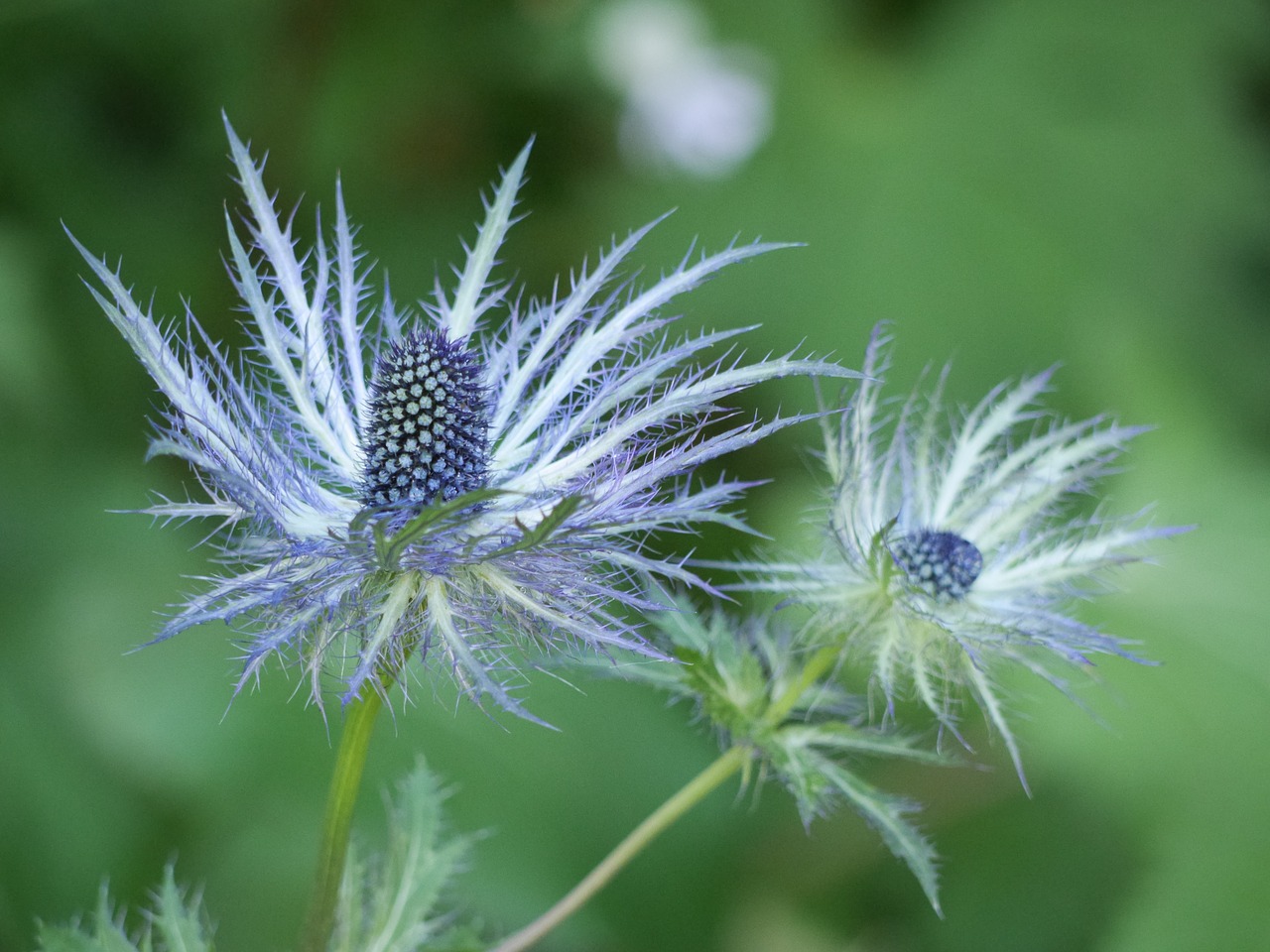 flower chardon nature free photo