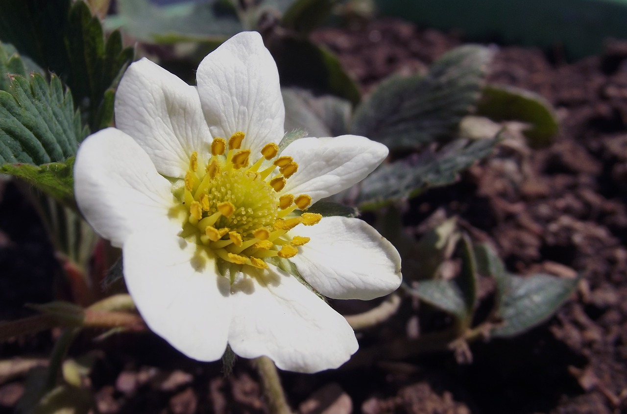 flower strawberry flower white free photo