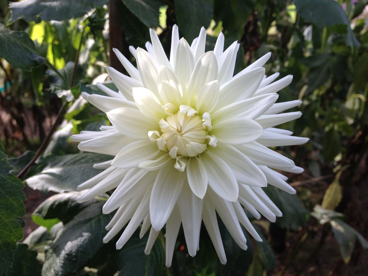 flower white petal free photo