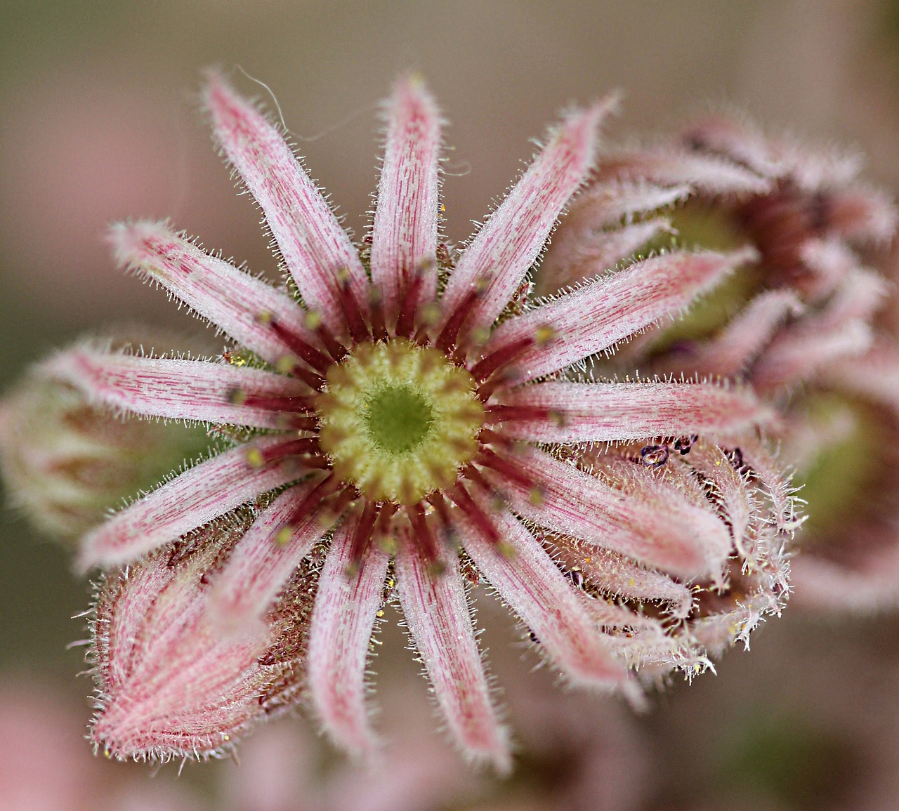 flower garden summer free photo