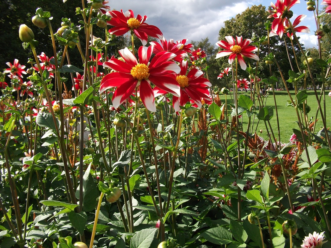 flower dahlia dahlia flower free photo