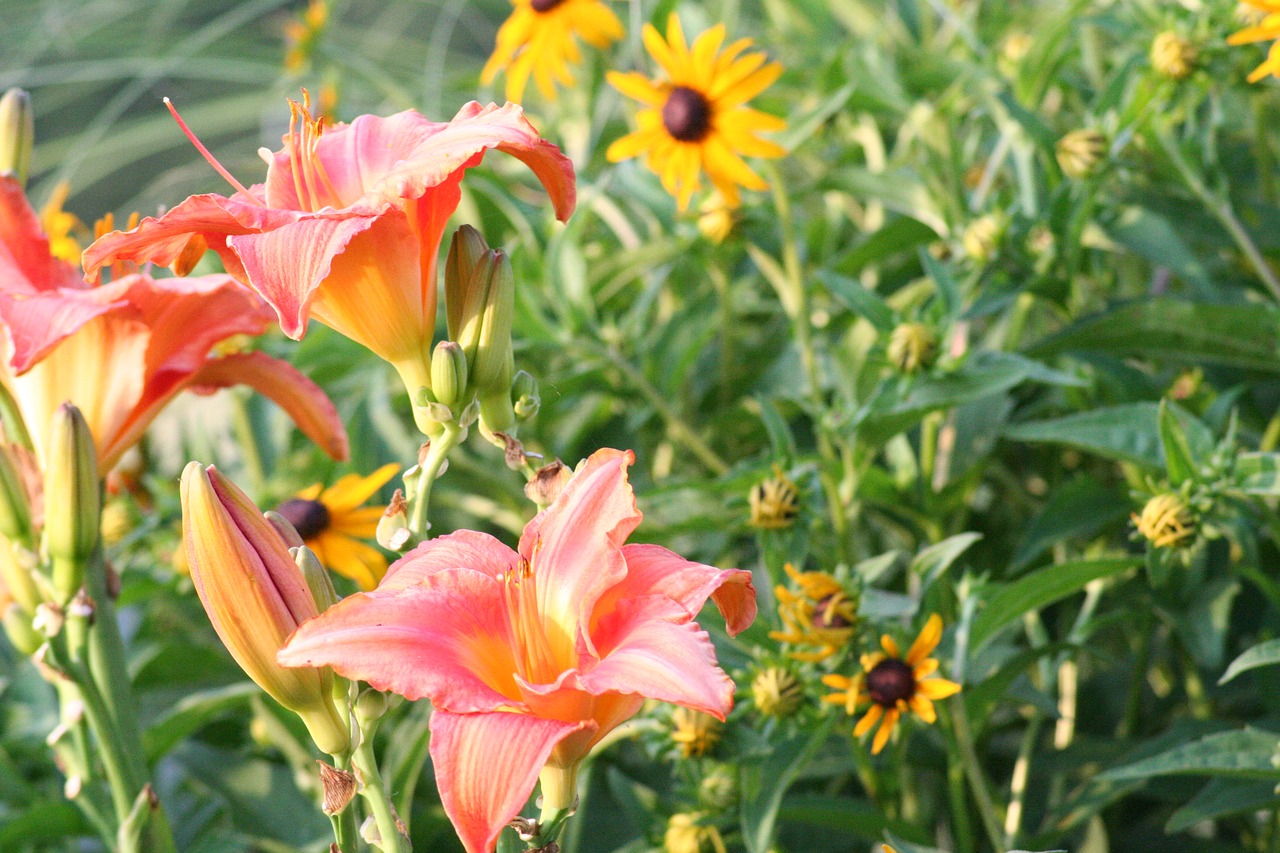 flower lilly lily free photo