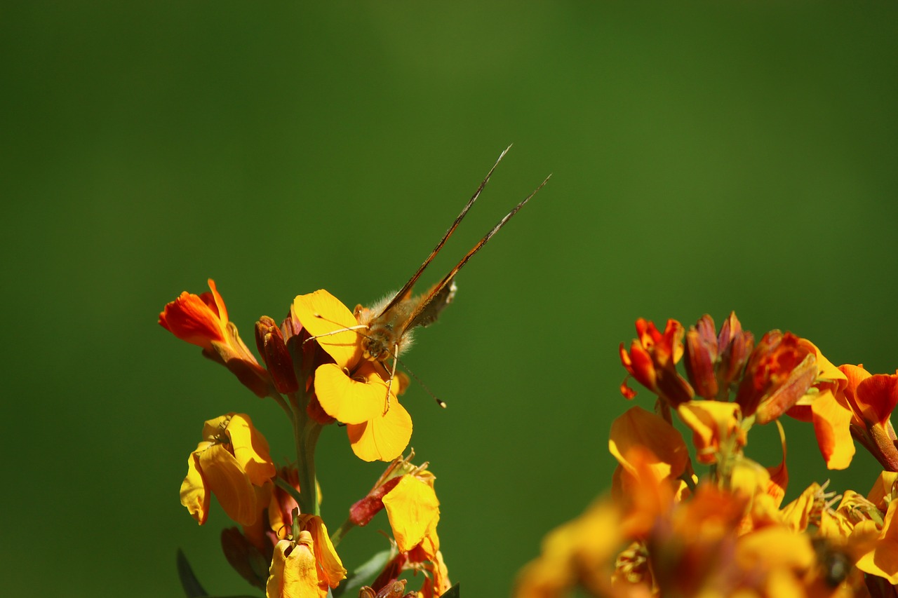 flower butterfly joy free photo