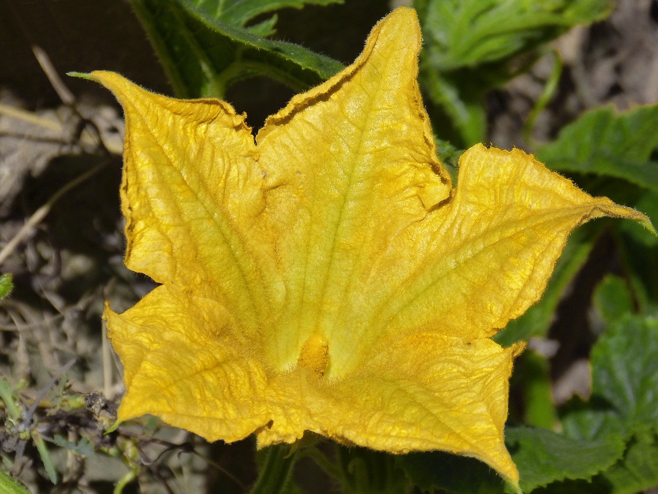 flower calabacera squash blossom free photo