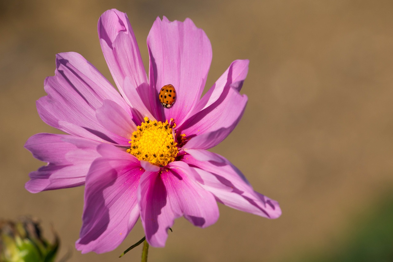 flower pink ladybug free photo