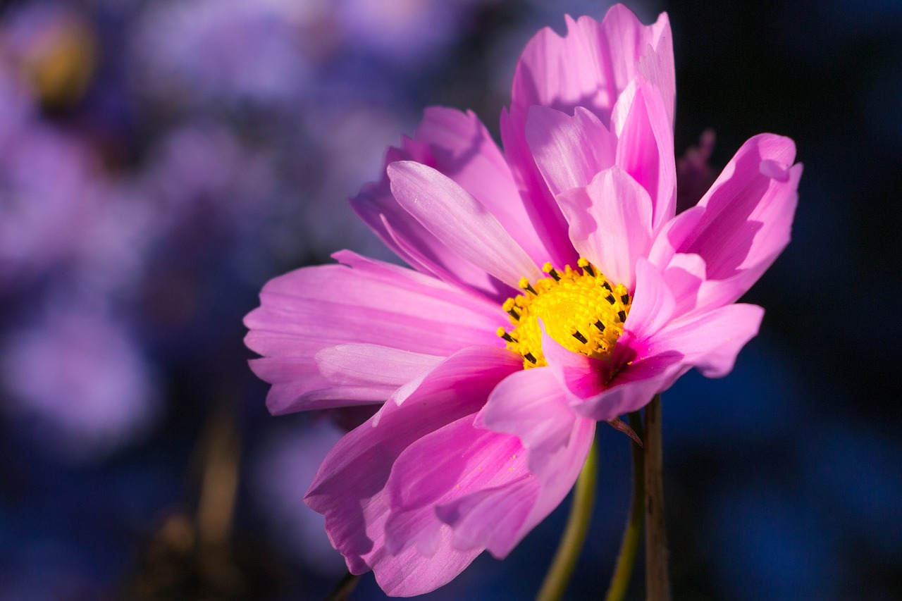 flower pink purple free photo