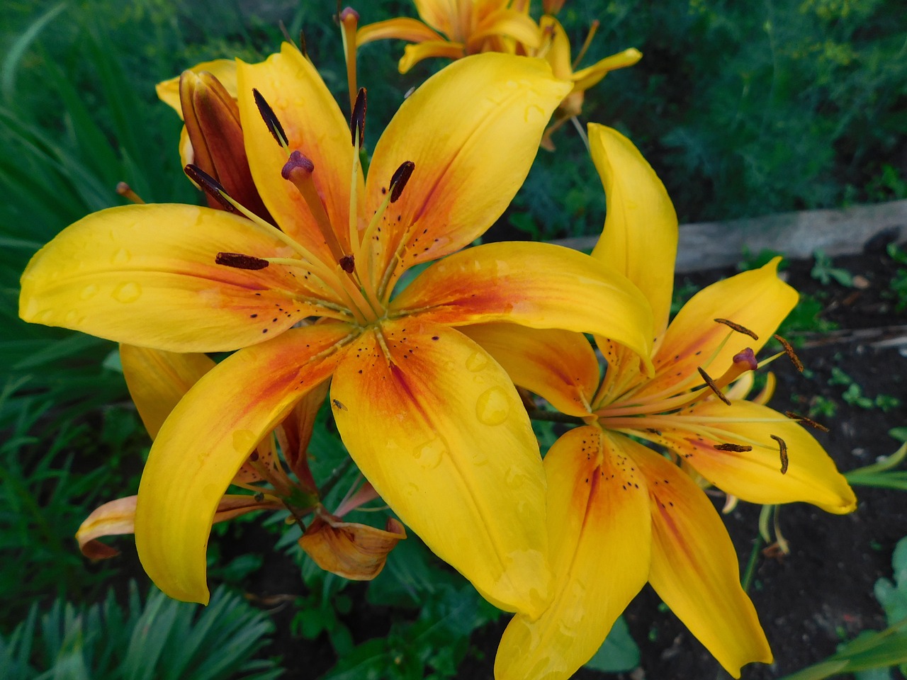 flower yellow lily free photo