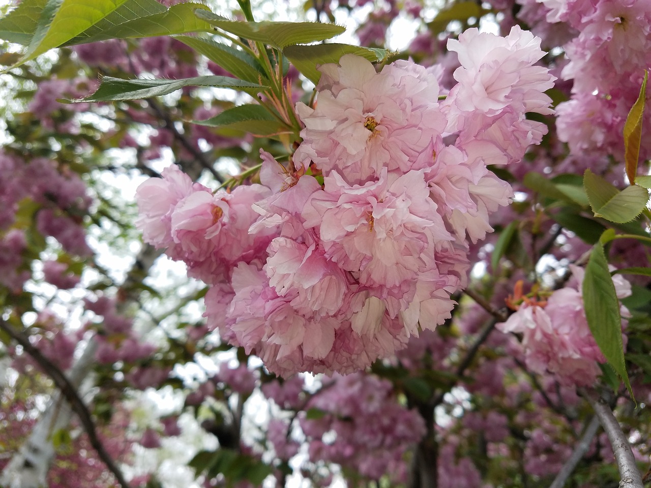 flower pink pink flowers free photo