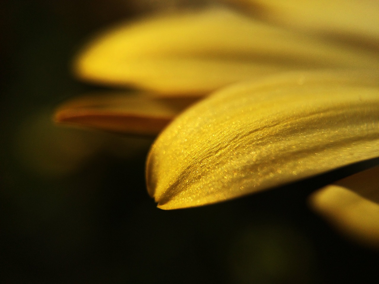 flower sun plant free photo