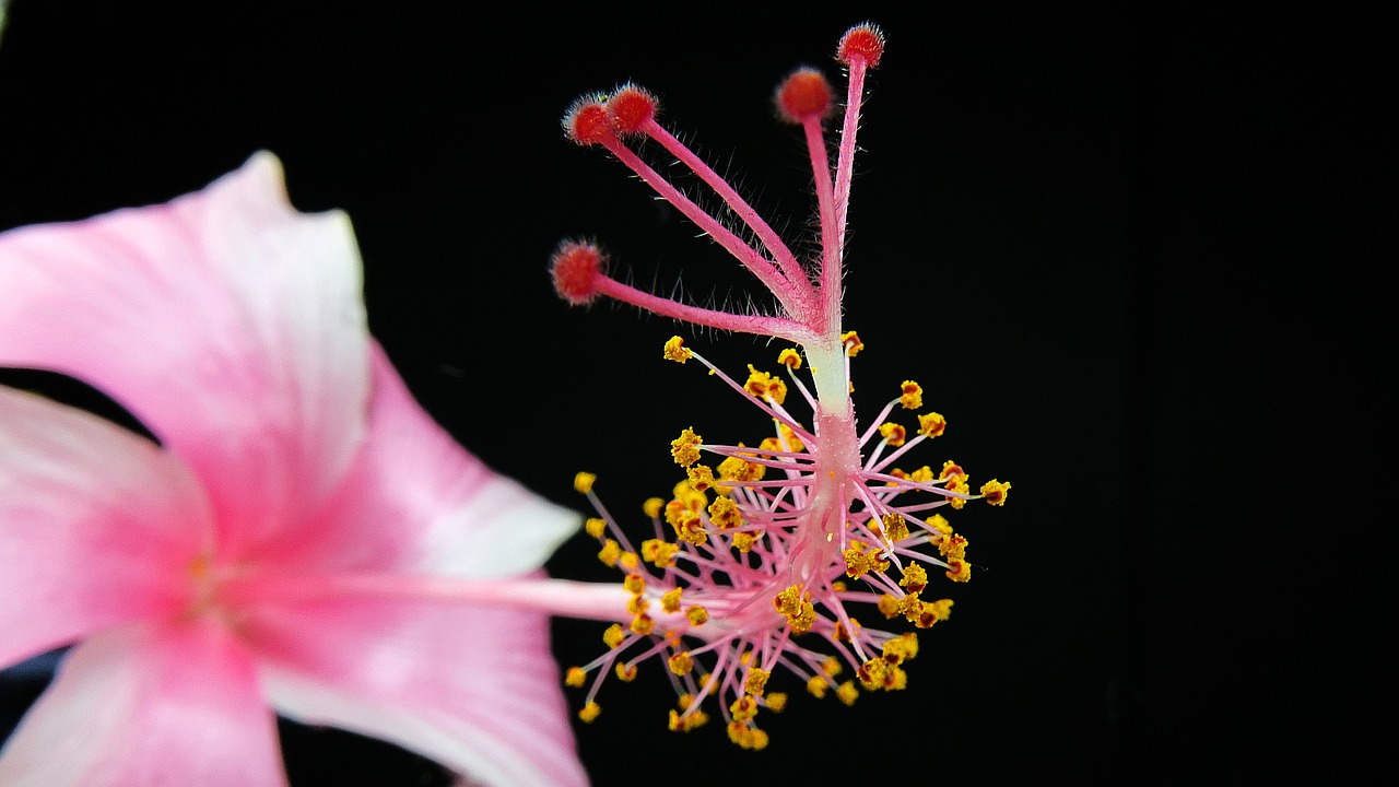 blossom bloom pink free photo