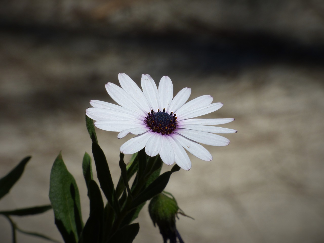 flower petals daisy free photo