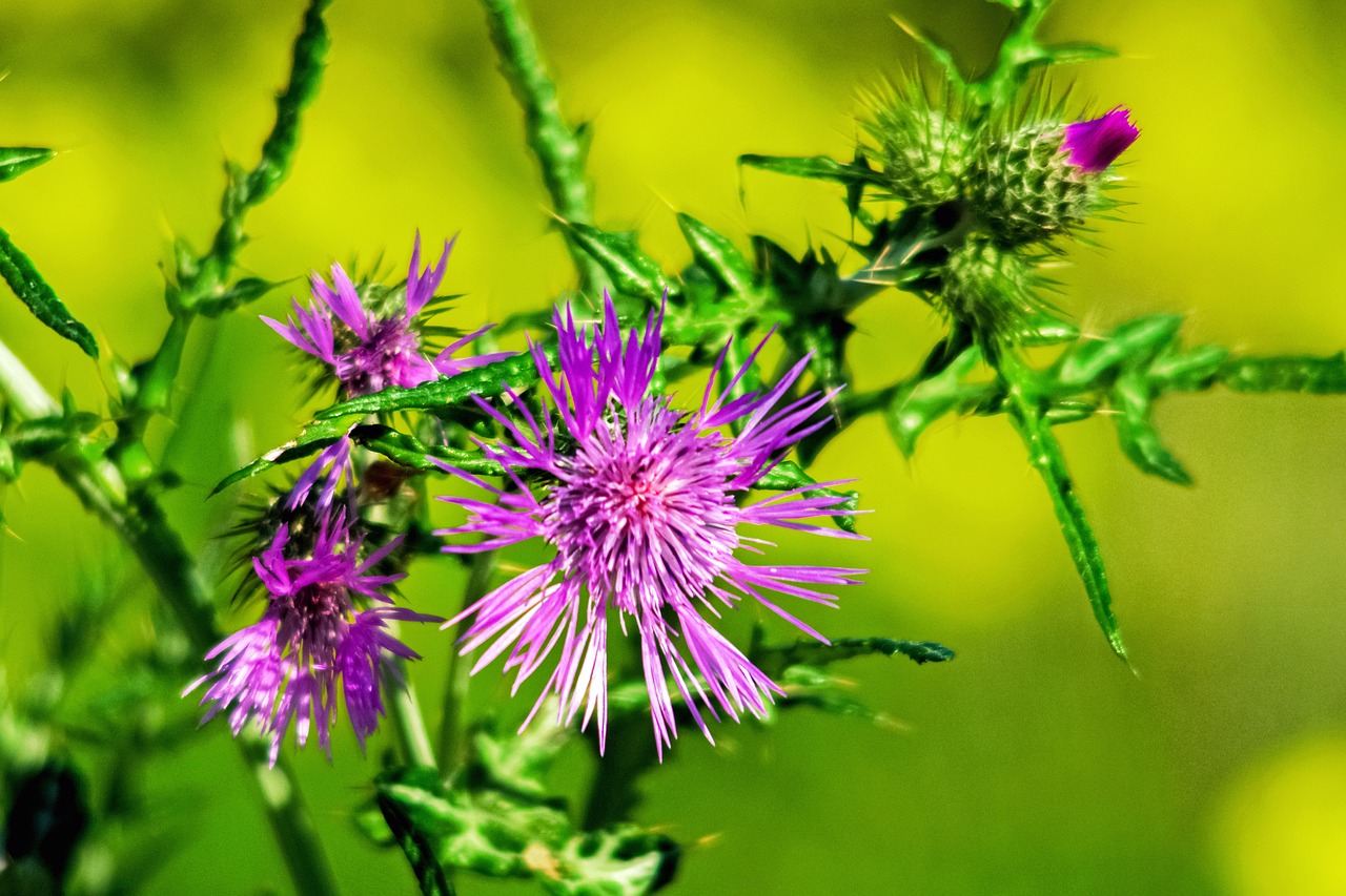 flower thistle campaign free photo