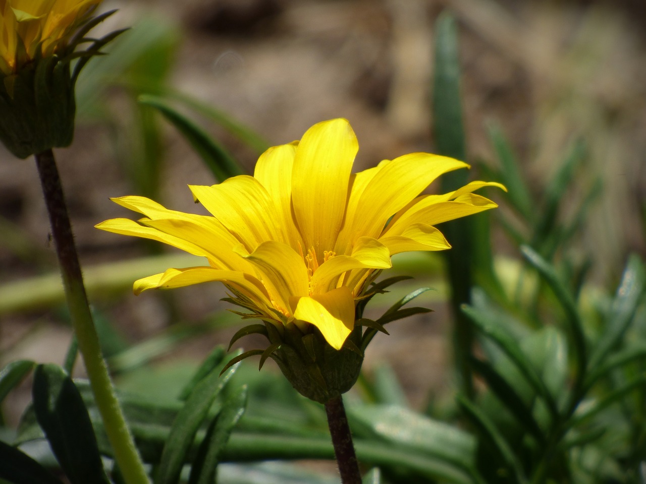 flower yellow flower petals free photo