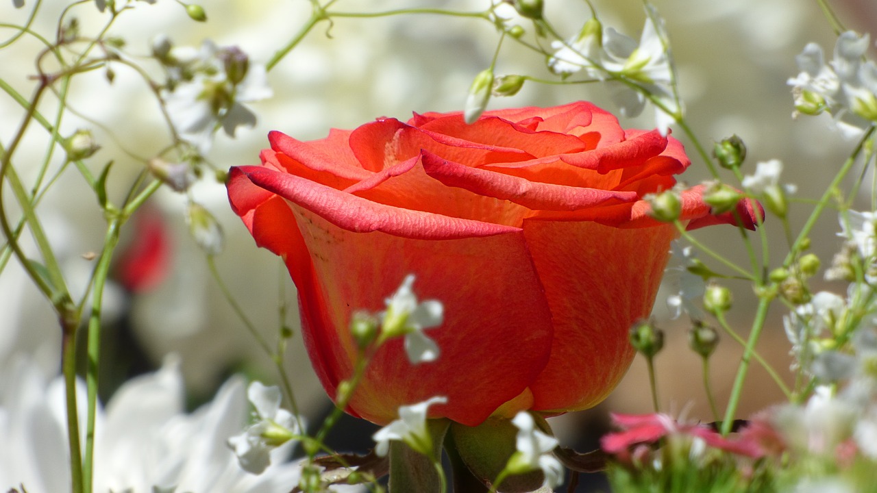 flower rosa red rose free photo